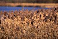 reedbed3