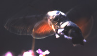 Hummingbird Hawkmoth