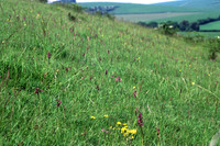 chalkgrassland2