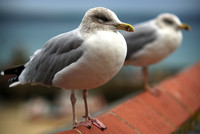 Young_herring_Gulls5