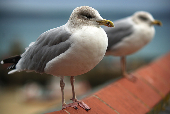 Young_herring_Gulls5