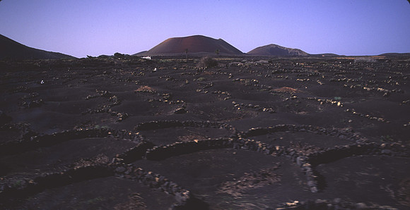 Lanzarote_volcanic_farming2
