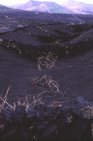 Lanzarote_volcanic_farming