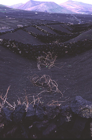 Lanzarote_volcanic_farming