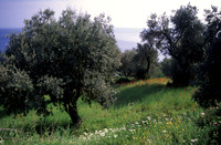 olive grove