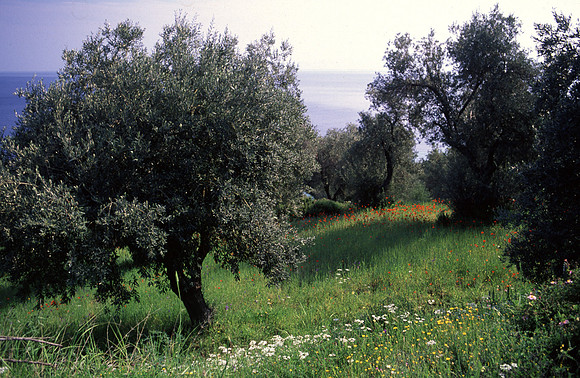 olive grove