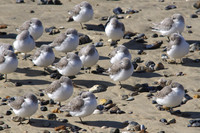 Sanderlings2