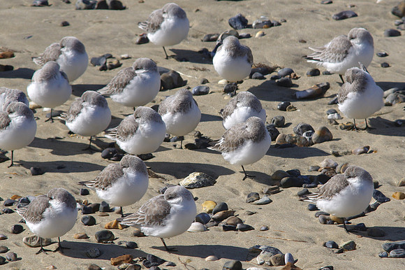 Sanderlings2