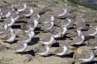 Sanderlings