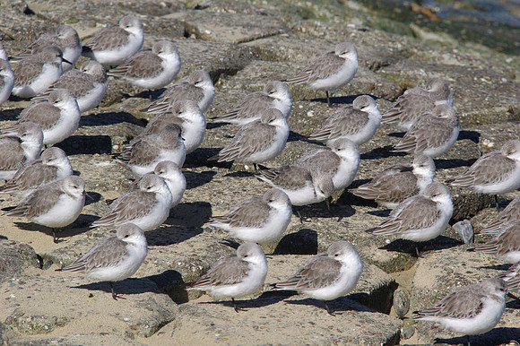Sanderlings