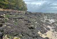 Players_Beach_Binstead3