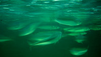 Fish_shoal