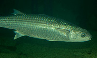 Mullet