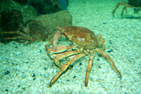 Spider_crab