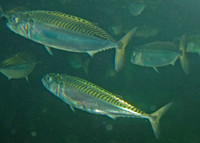 Mackerel_5