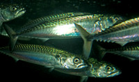 Mackerel_2