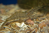 Common_Prawn2