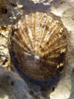 LIMPET3