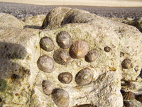 limpets_chalk