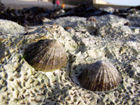 LIMPETS