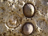 LIMPETS2