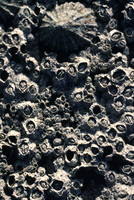 barnacles