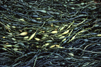 bladderwrack