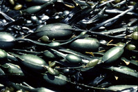 bladderwrack2