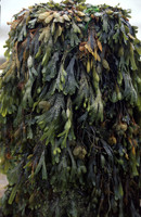 wrack