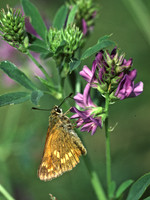 Large Skipper