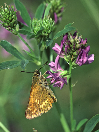 Large Skipper