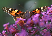 Painted_Lady2