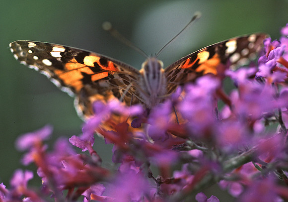 Painted_Lady2