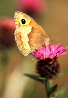 Gatekeeper