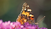 Painted_Lady