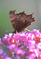 comma_marking