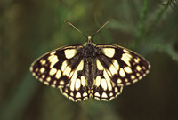 Marbled White