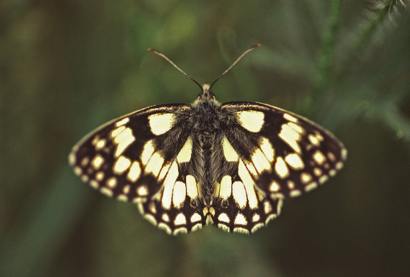 Marbled White