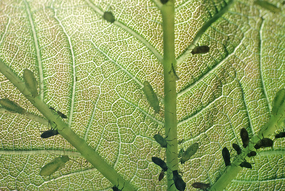 Aphids