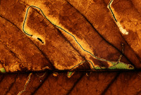 Autumn - leaf mining trails