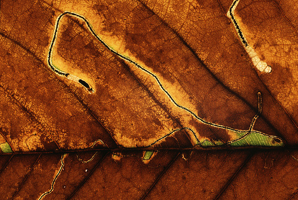 Autumn - leaf mining trails