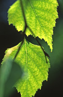 Birch_leaves 2