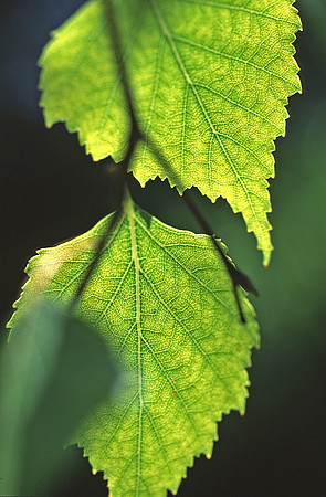 Birch_leaves 2