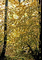Autumn lime trees