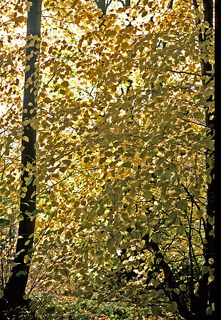 Autumn lime trees