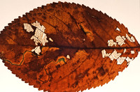 Autumn leaf decay _ trails