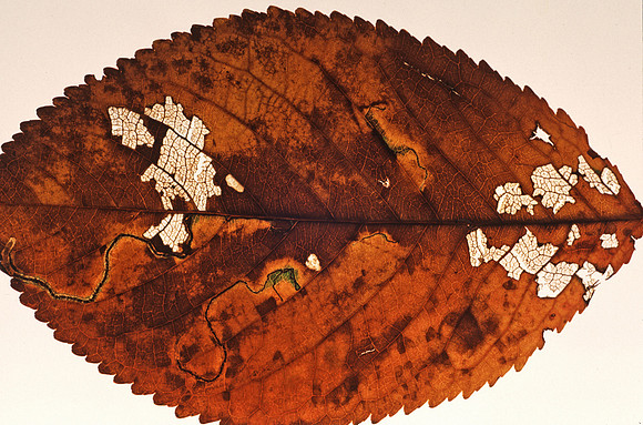 Autumn leaf decay _ trails