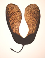 Sycamore seeds