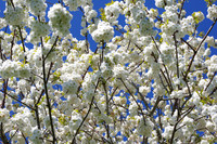 Cherry_blossom