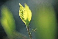 Spring leaves